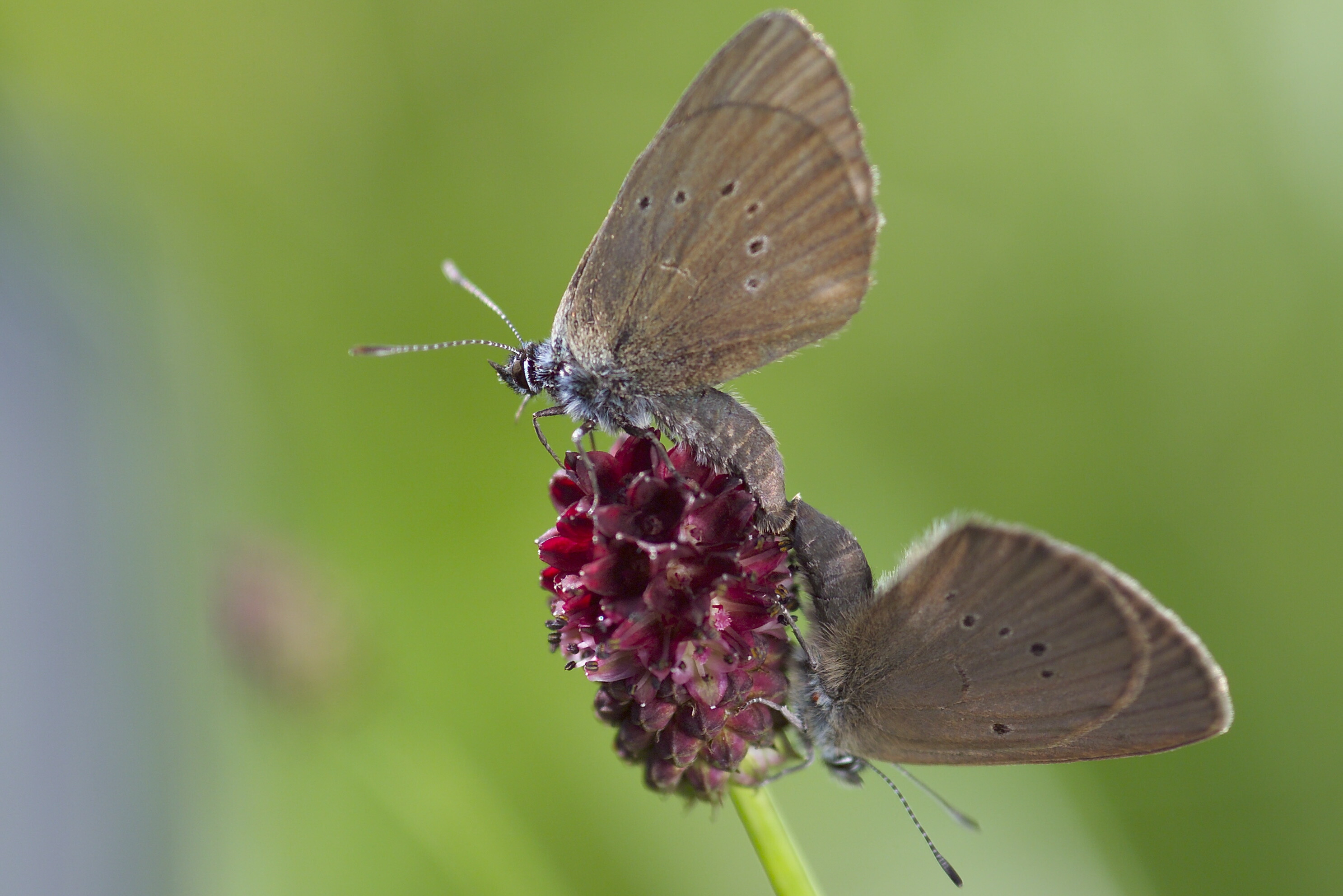 Dusky Large Blue (Phengaris nausithous). Photo: André Künzelmann, UFZ