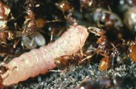 Maculinea rebeli caterpillar being adopted by Myrmica schenki ants