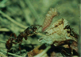 Myrmica sabuleti adopting the larva of Maculinea arion