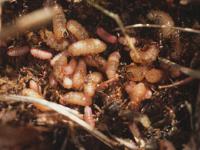 Maculinea alcon larvae (fourth instar) in a Myrmica rubra nest (David Nash)