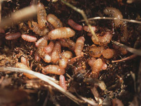 Maculinea alcon larvae (fourth instar) in a Myrmica rubra nest (David Nash) Maculinea alcon larvae (fourth instar) in a Myrmica rubra nest (David Nash)