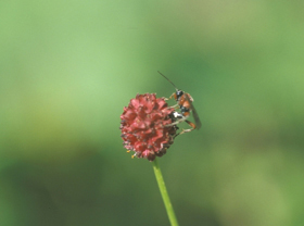 Neotypus pusillus parasitising the egg of Maculinea nausithous (Holger Loritz)