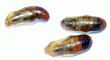 Pupae of Maculinea alcon with Ichneumon parasitoids inside (David Nash)