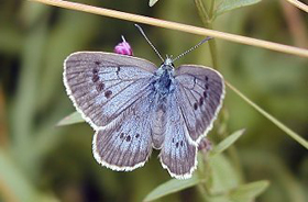 Large Blue (Maculinea arion). Photo: Jeremy Thomas