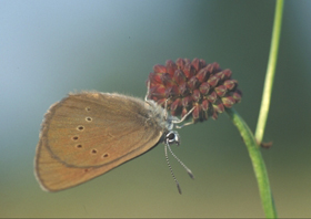 Dusky Large Blue (Maculinea nausithous). Photo: Holger Loritz Dusky Large Blue (Maculinea nausithous). Photo: Holger Loritz