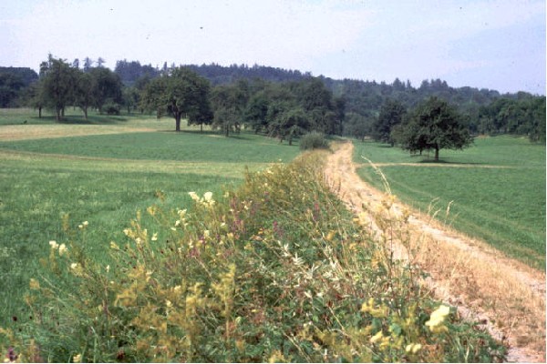 Habitat connectivity for Maculinea nausithous