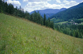Site of Maculinea rebeli Site of Maculinea rebeli
