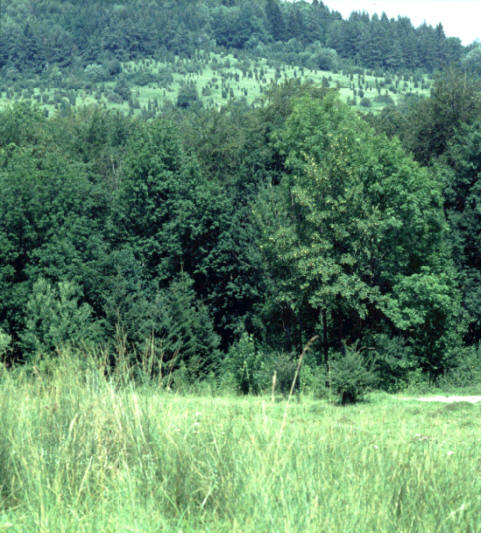Habitat isolation: a forest barrier between habitats of Maculinea arion