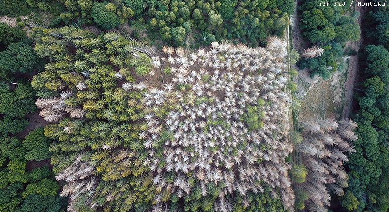 Dead trees in the Eifel region (Foto: C. Montzka / FZJ).