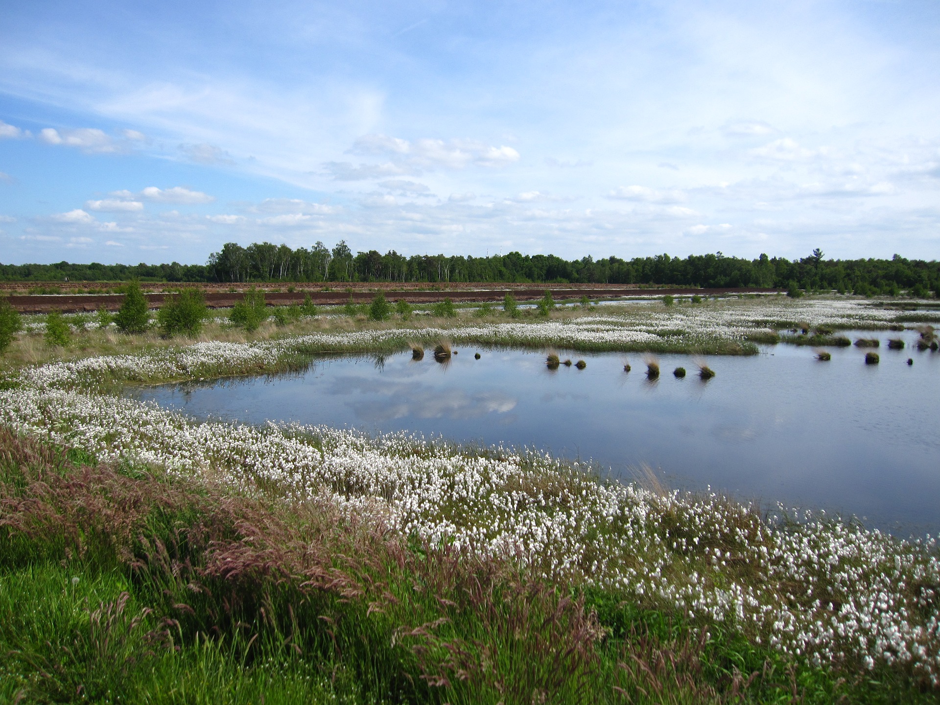 Moorlandschaft Moorlandschaft