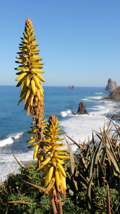 Nature Nature