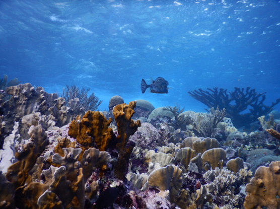 Tom Kleindinst, Marine Biological Laboratory