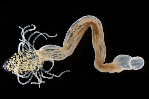 Tom Kleindinst, Marine Biological Laboratory