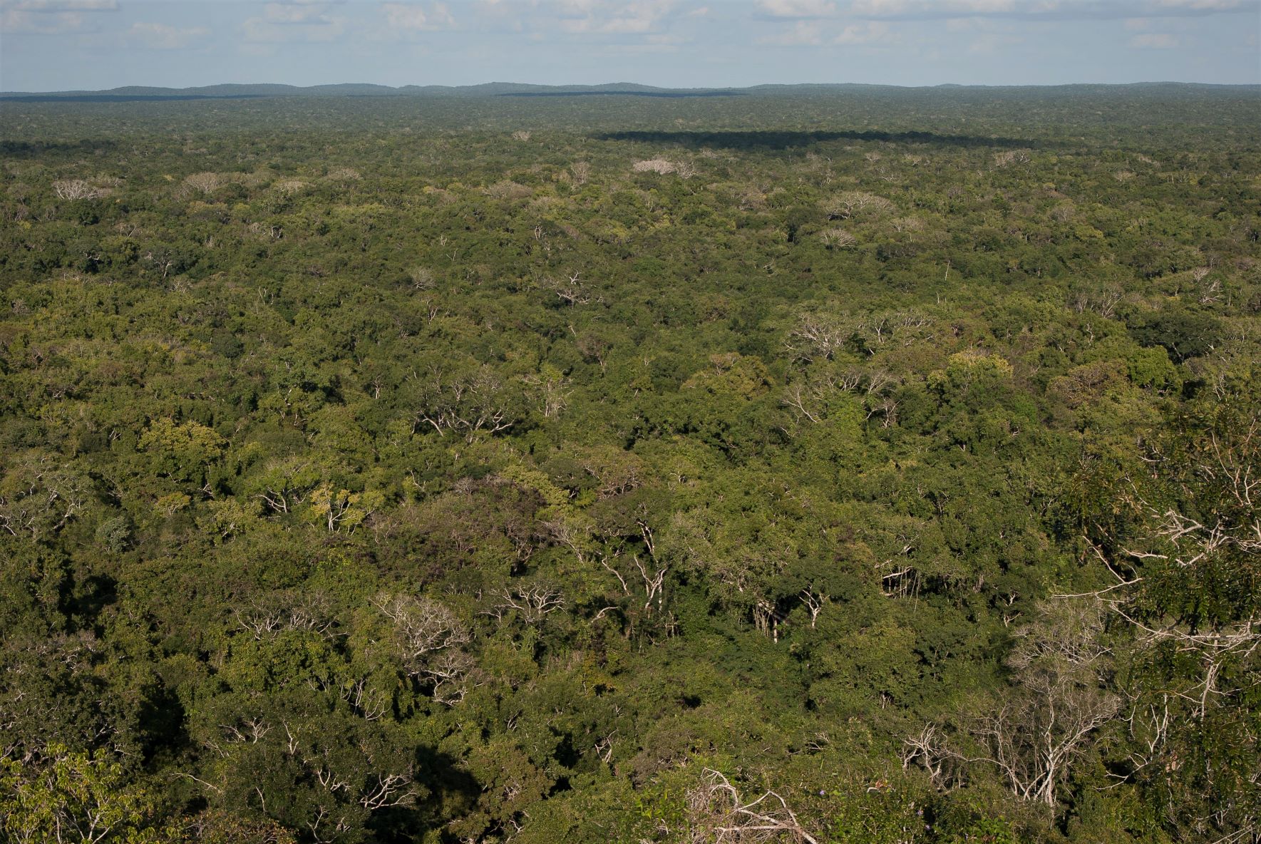 Regenwald auf der mexikanischen Yucatan-Halbinsel