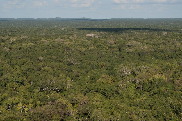 Regenwald auf Yucatan, Mexico