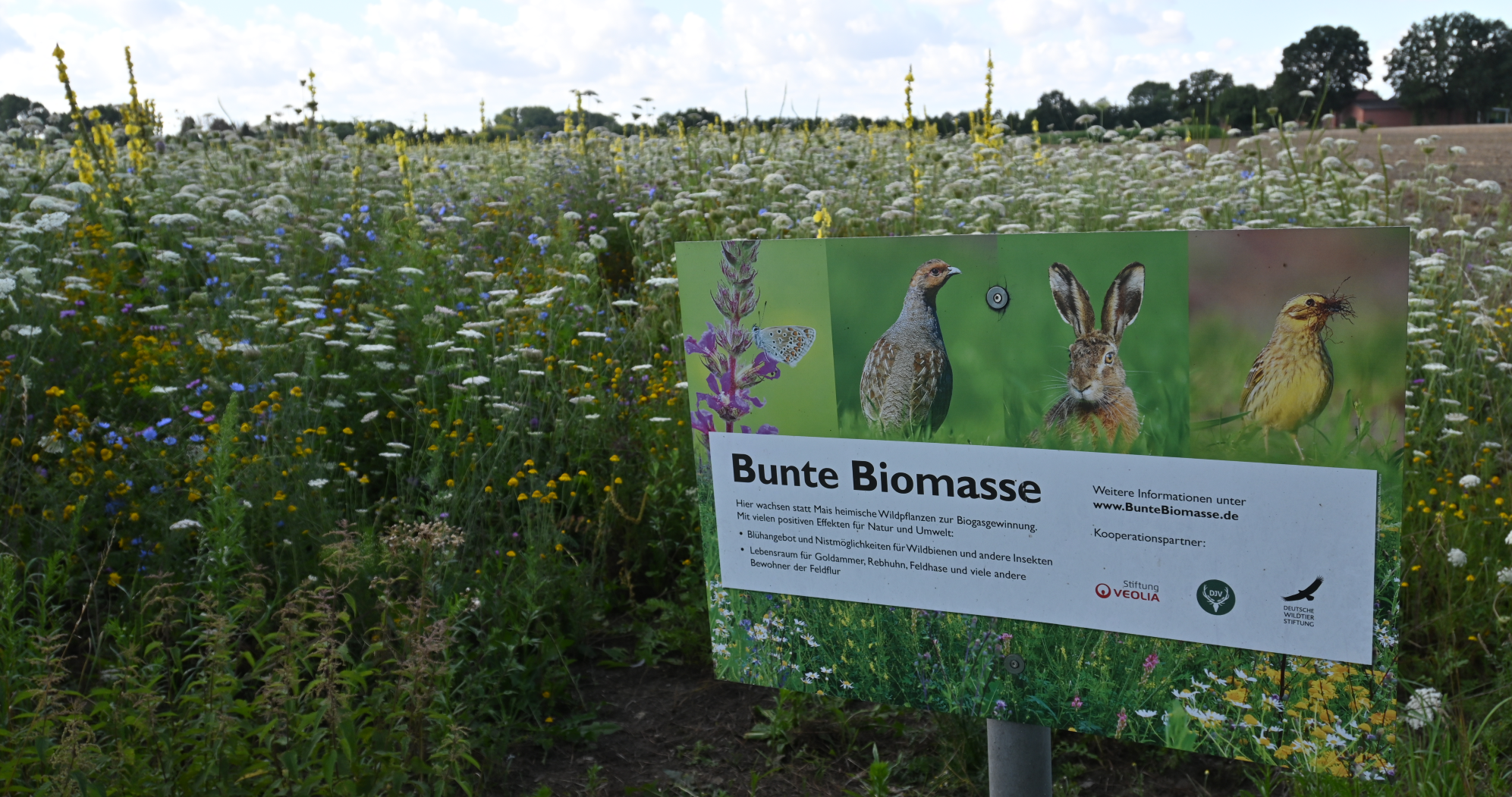Projektschild in Bunter Biomasse. Bild: Christian Kemnade Projektschild in Bunter Biomasse. Bild: Christian Kemnade
