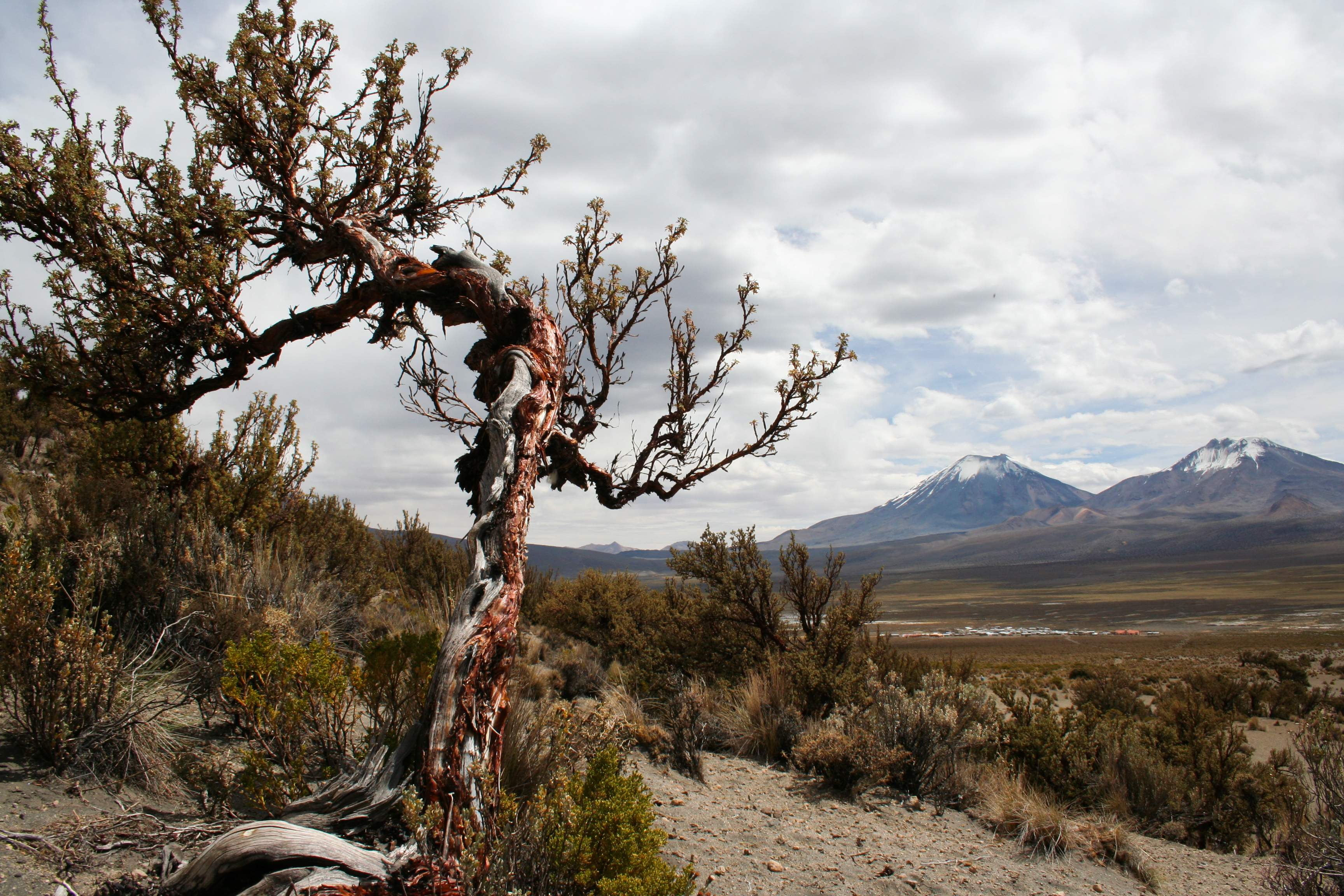 Parque Nacional Sajama, Sajama (Bolivien). Nur wenige Pflanzenarten kommen in den höchsten Höhenlagen vor, wie diese Polylepis-Bäume auf dem bolivianischen Altiplano.