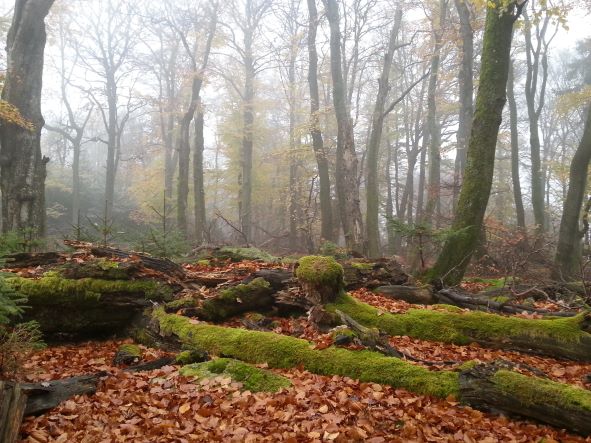 Wald im Herbst