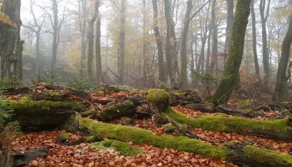 Wald im Herbst