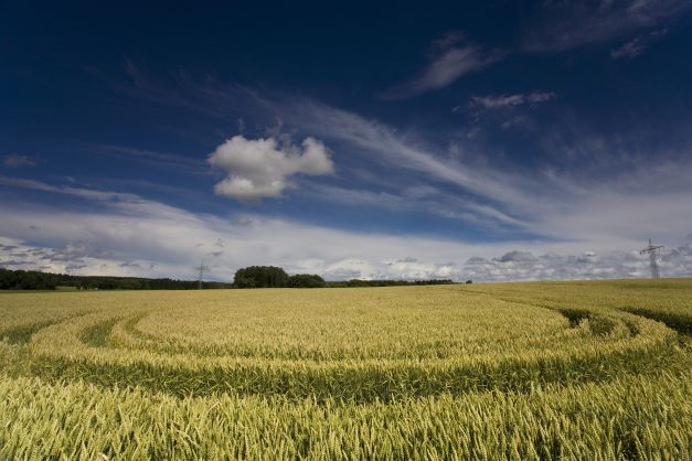 Lebensgrundlage Ernährung: Gesunde Böden sind dafür unabdingbar, mahnt die Deutsche Bundesstiftung Umwelt (DBU) zum Weltbodentag am 5. Dezember.  Falk Herrmann/piclease