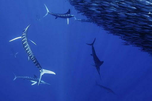 Gestreifte Marline jagen in der Gruppe Schwärme kleiner Fische Gestreifte Marline jagen in der Gruppe Schwärme kleiner Fische