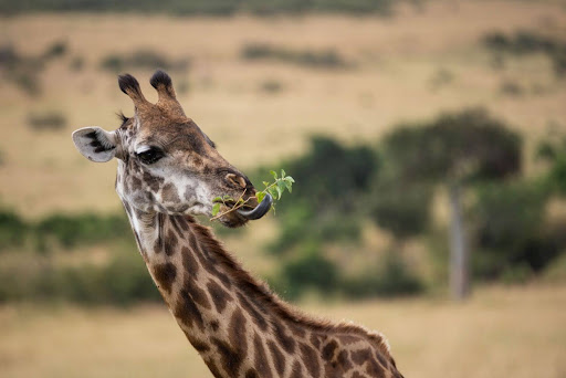 Eine Giraffe die Blätter isst