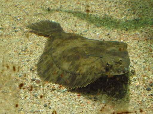 ein Europäischer Flounder Fisch welcher flach auf dem Boden liegt