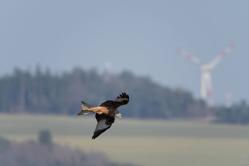 ein Rotmilan Vogel der durch die Lüfte schweift