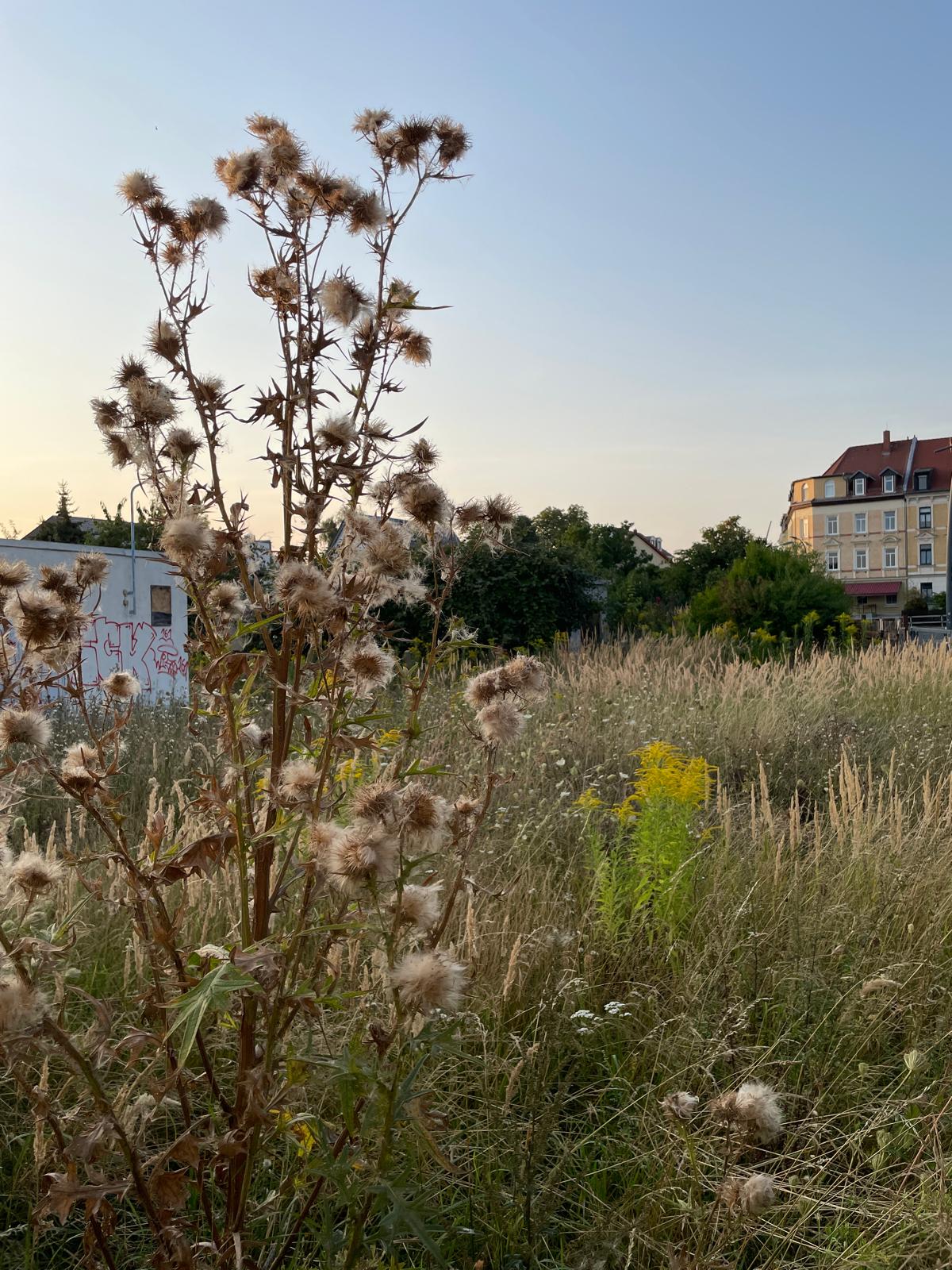 Wiese am Stadtrand Wiese am Stadtrand