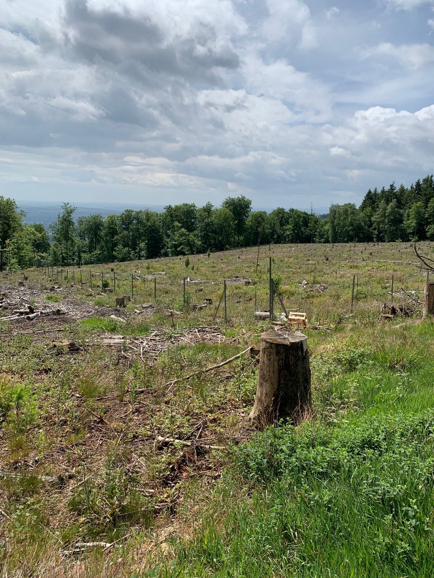 Kalamitätsfläche, ehemals Wald Kalamitätsfläche, ehemals Wald