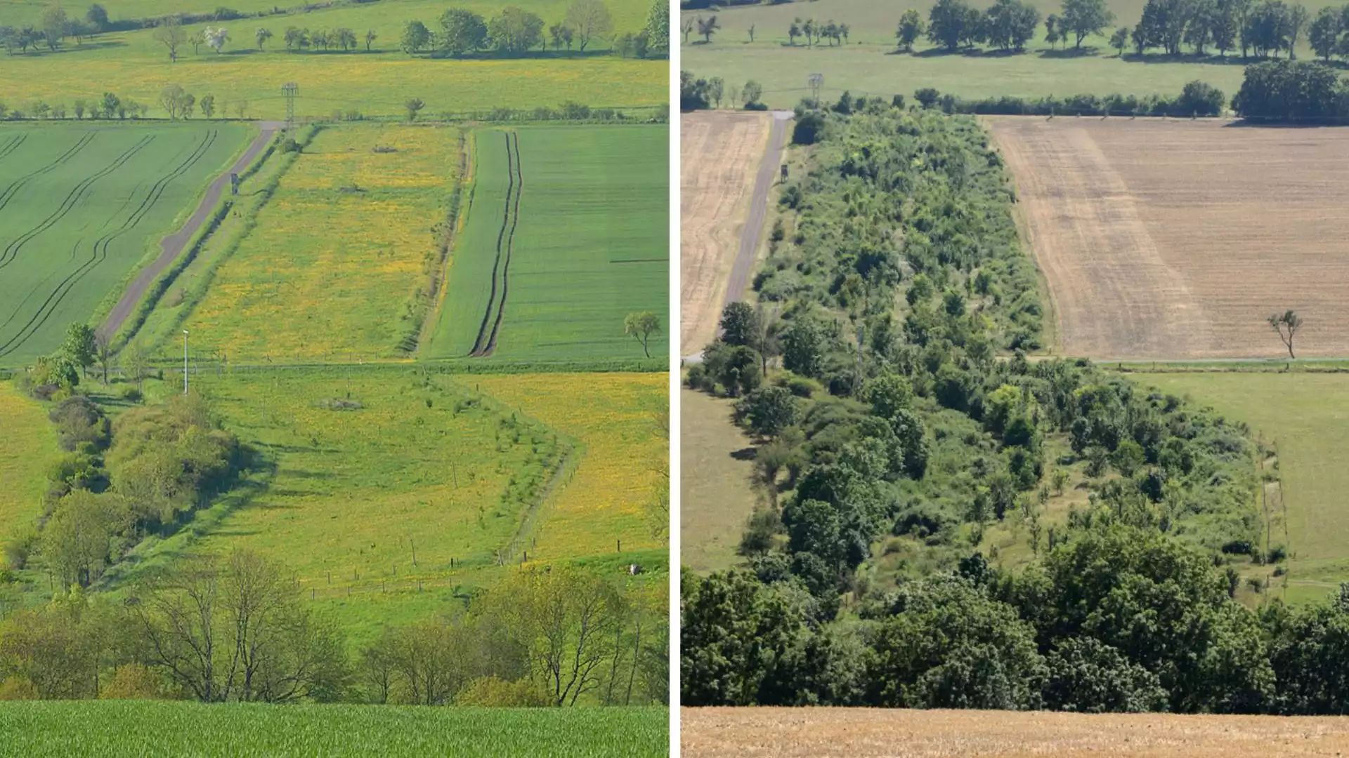 Wiederherstellung eines Waldkorridors - links vorher und rechts nachher