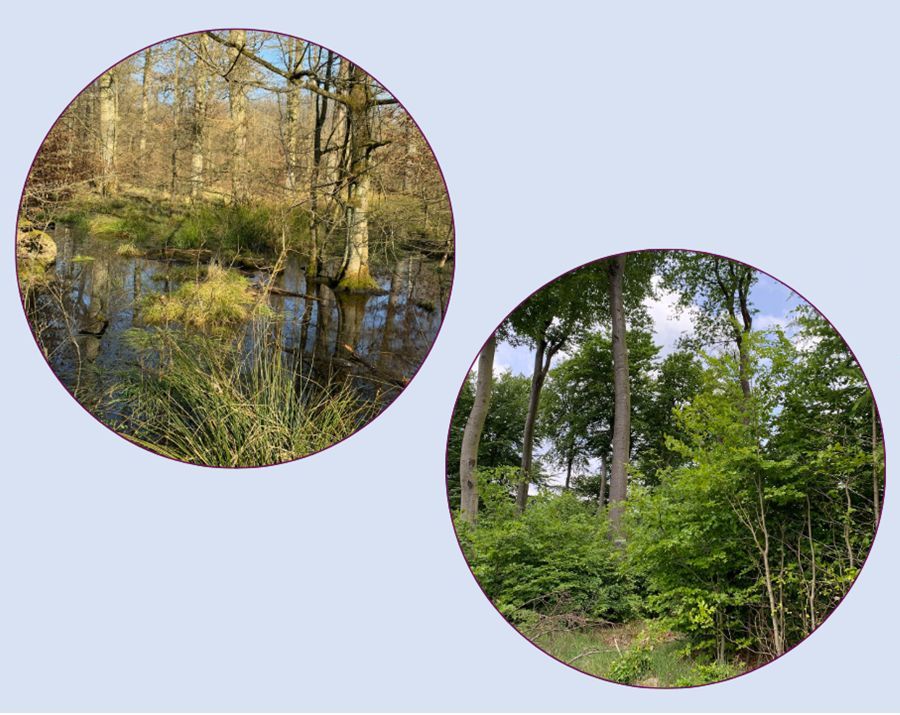 Collage aus Wäldern