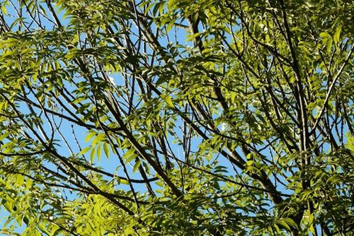 Die Gemeine Esche ist durch das Eschentriebsterben bedroht (Foto: Hans/Pixabay)