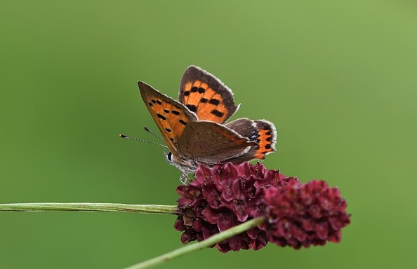 Der kleine Feuerfalter (Lycaena phlaeas) (Foto: jggrz/Pixabay)