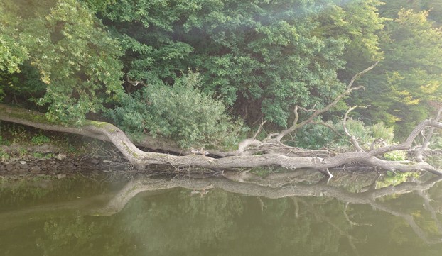 Intakte Auen sind in Deutschland kaum noch vorhanden.  (Foto: NeFo)