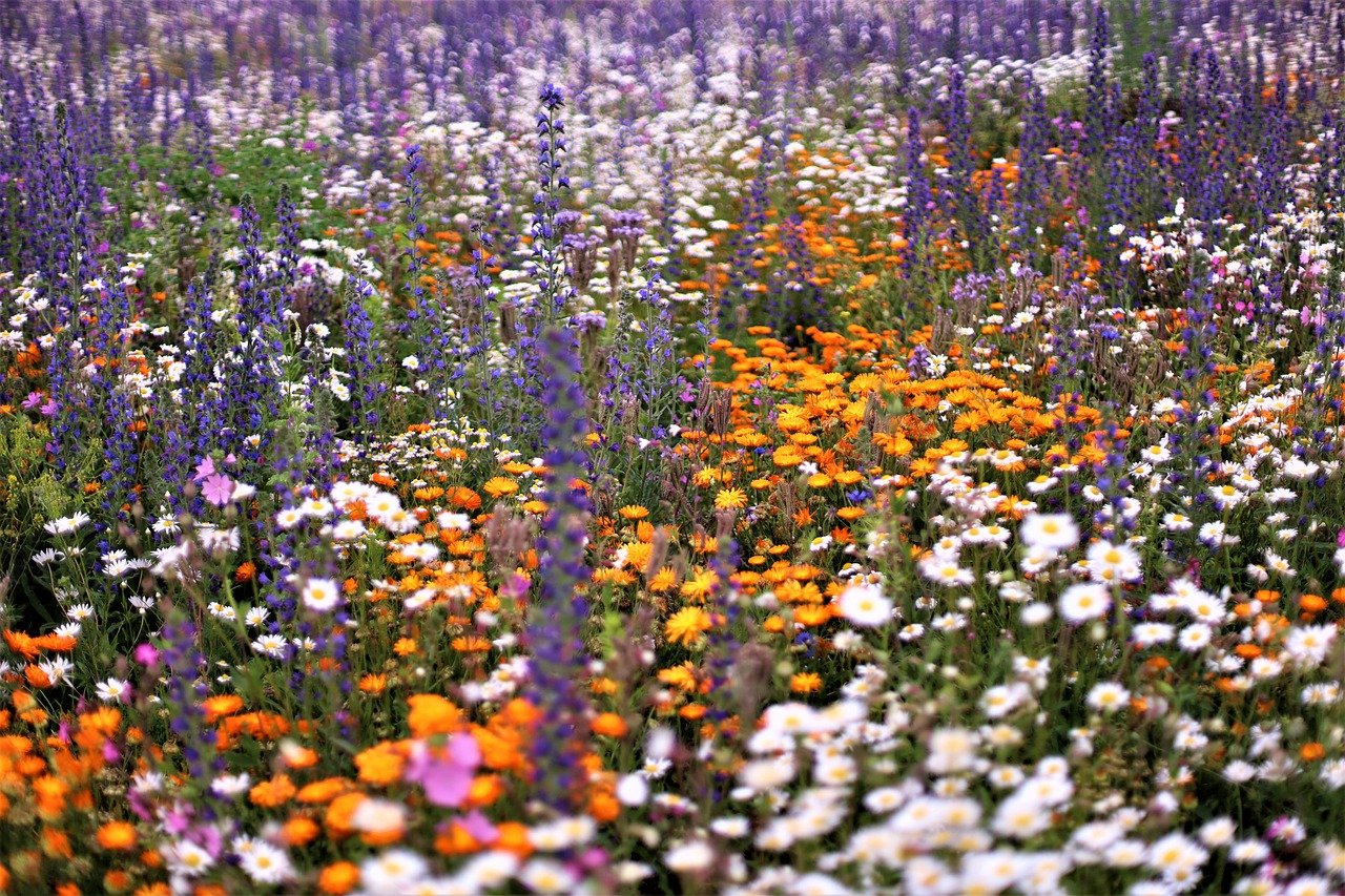 Biodiversität