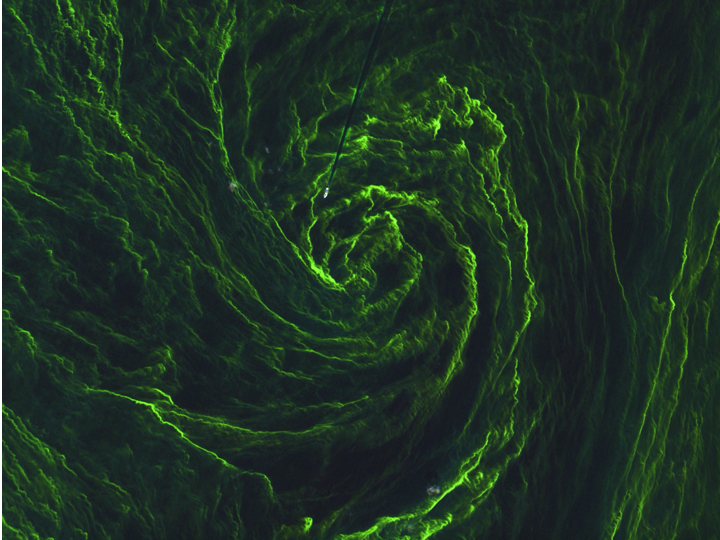 Eye of an algae storm