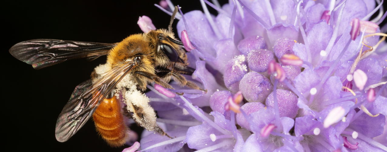 Andrena marginata (© Nico Vereecken)