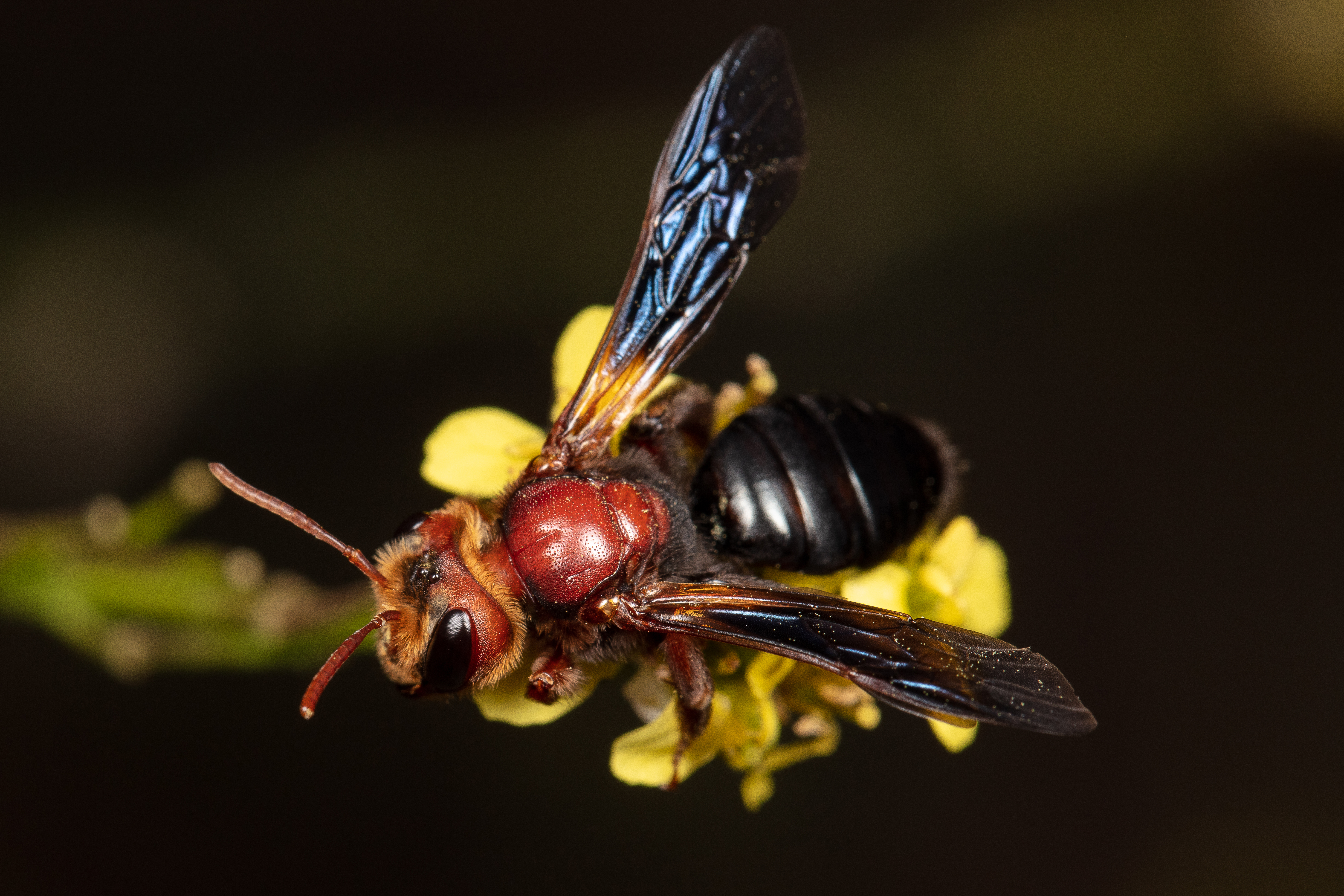 Andrena_fuscosa