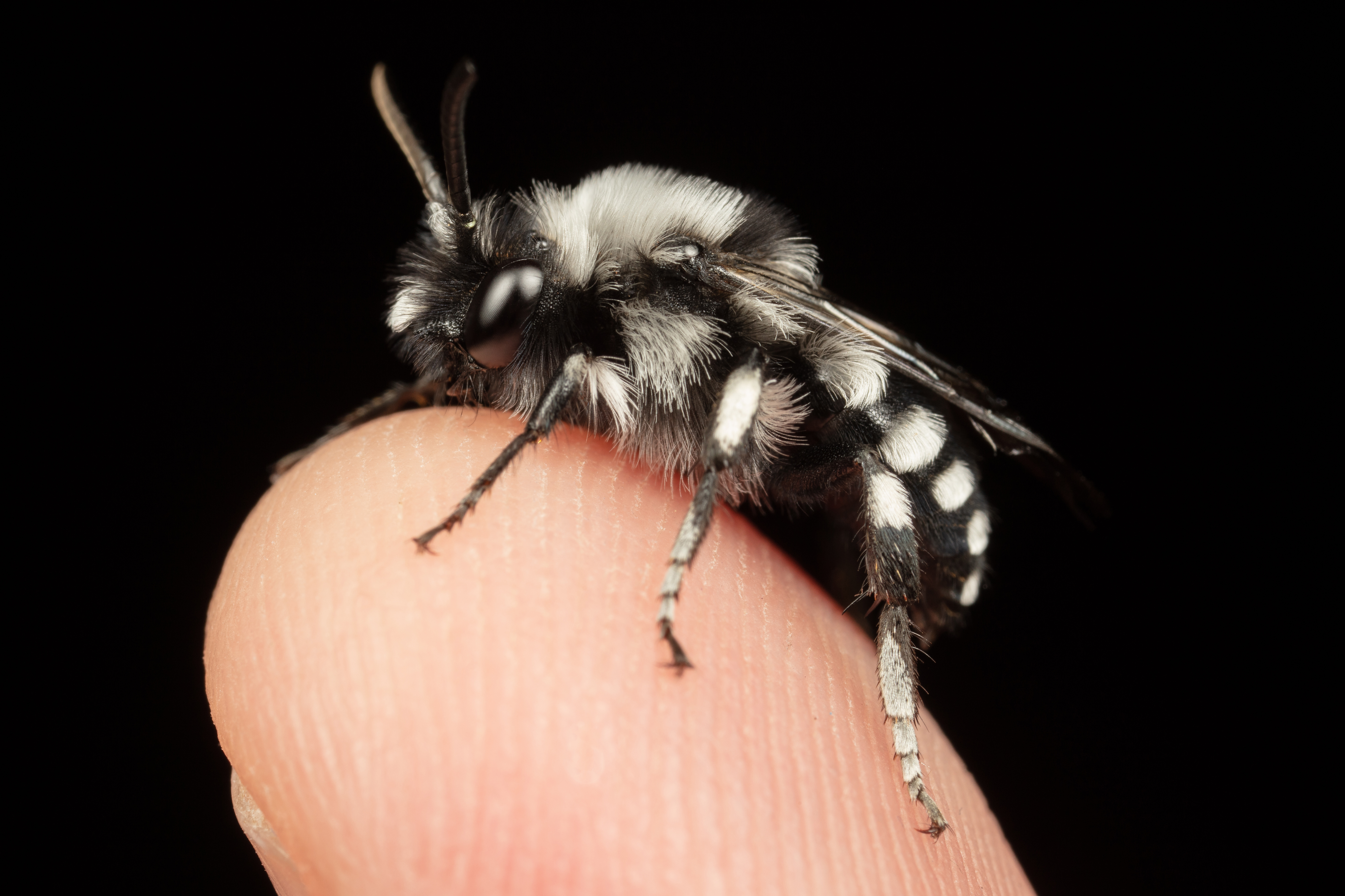 Melecta_curvispina Melecta_curvispina