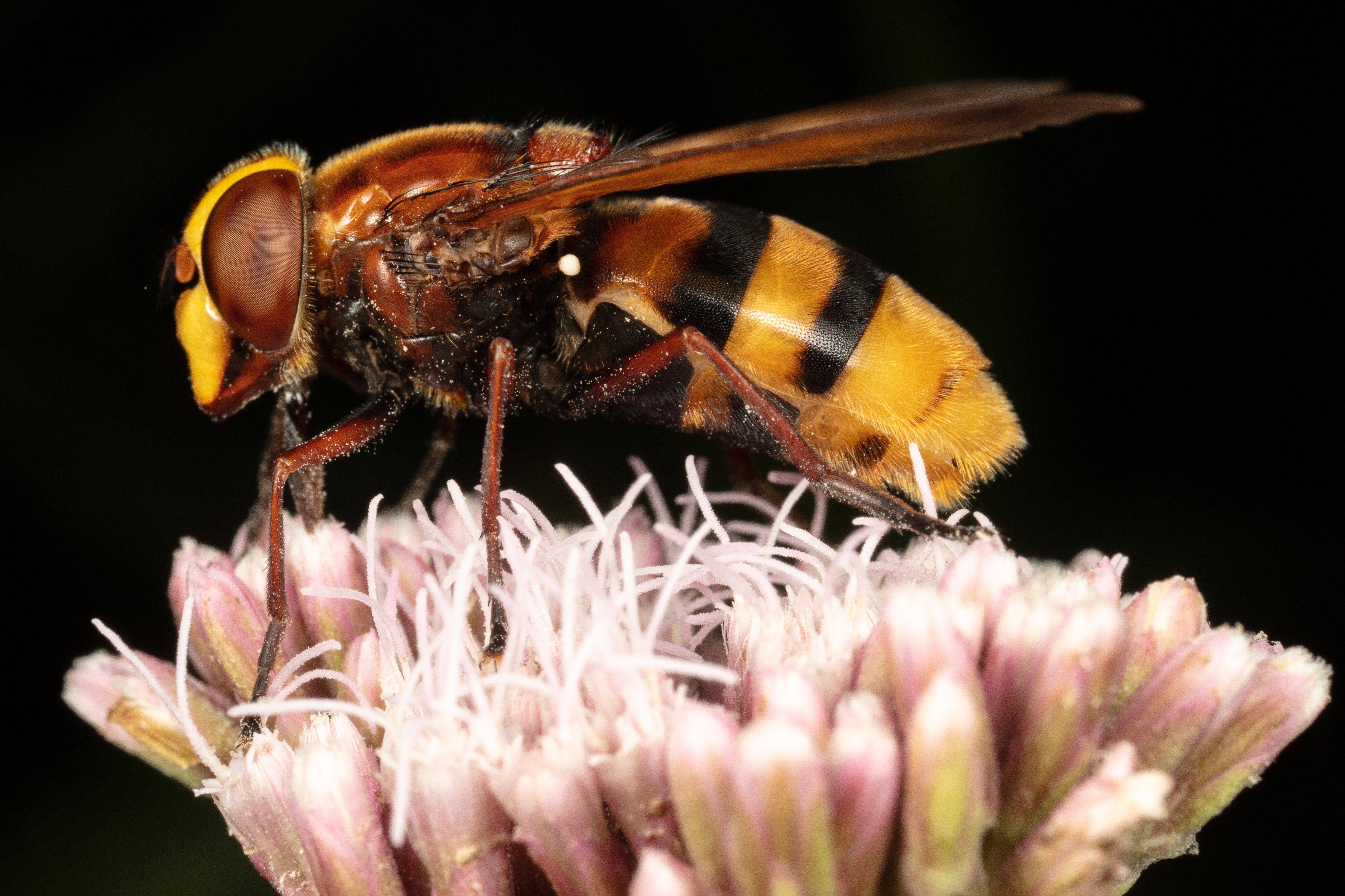 Volucella_zonaria Volucella_zonaria