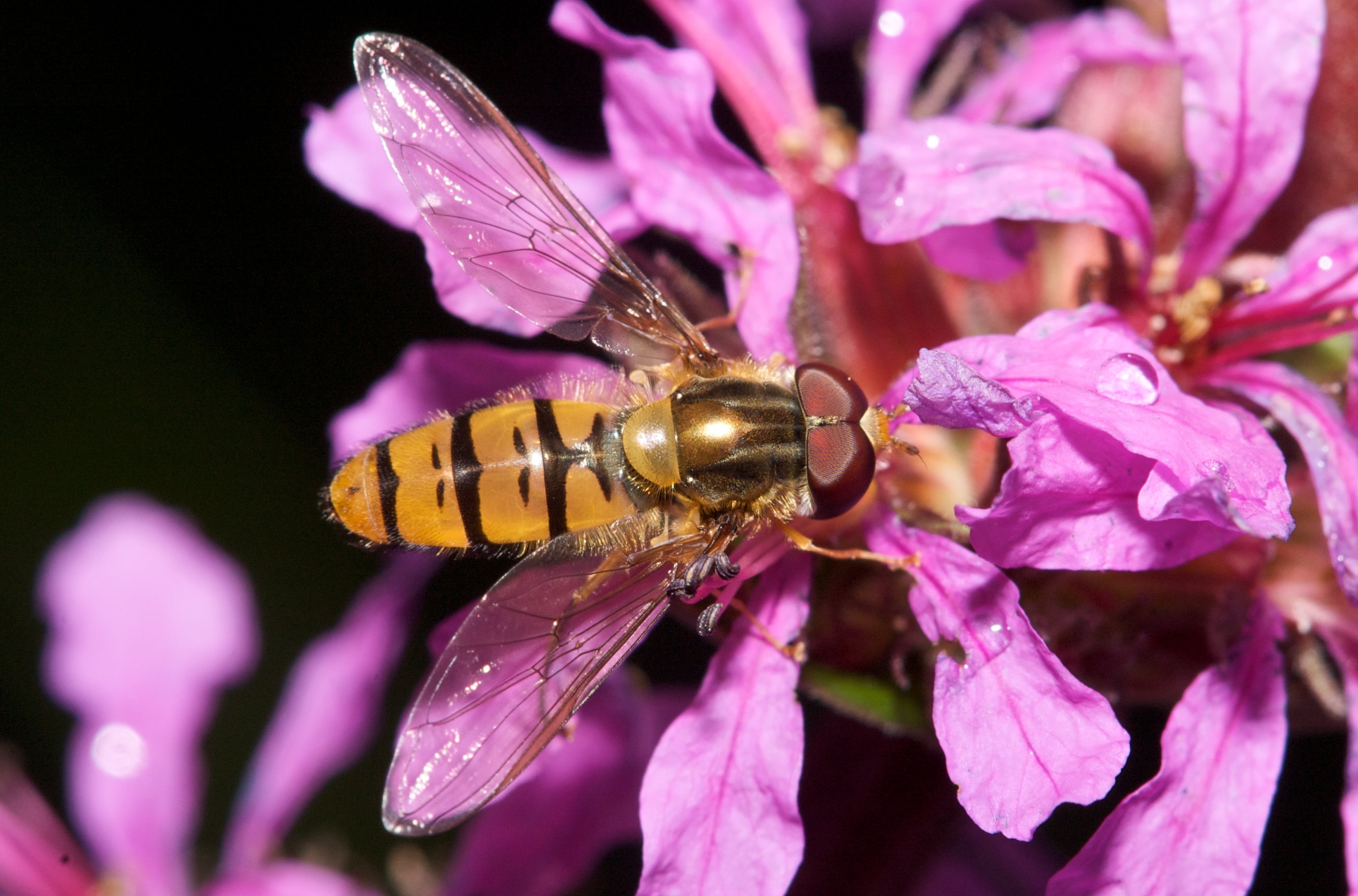 Episyrphus_balteatus