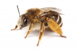 The long-horned bee (Eucera notata)