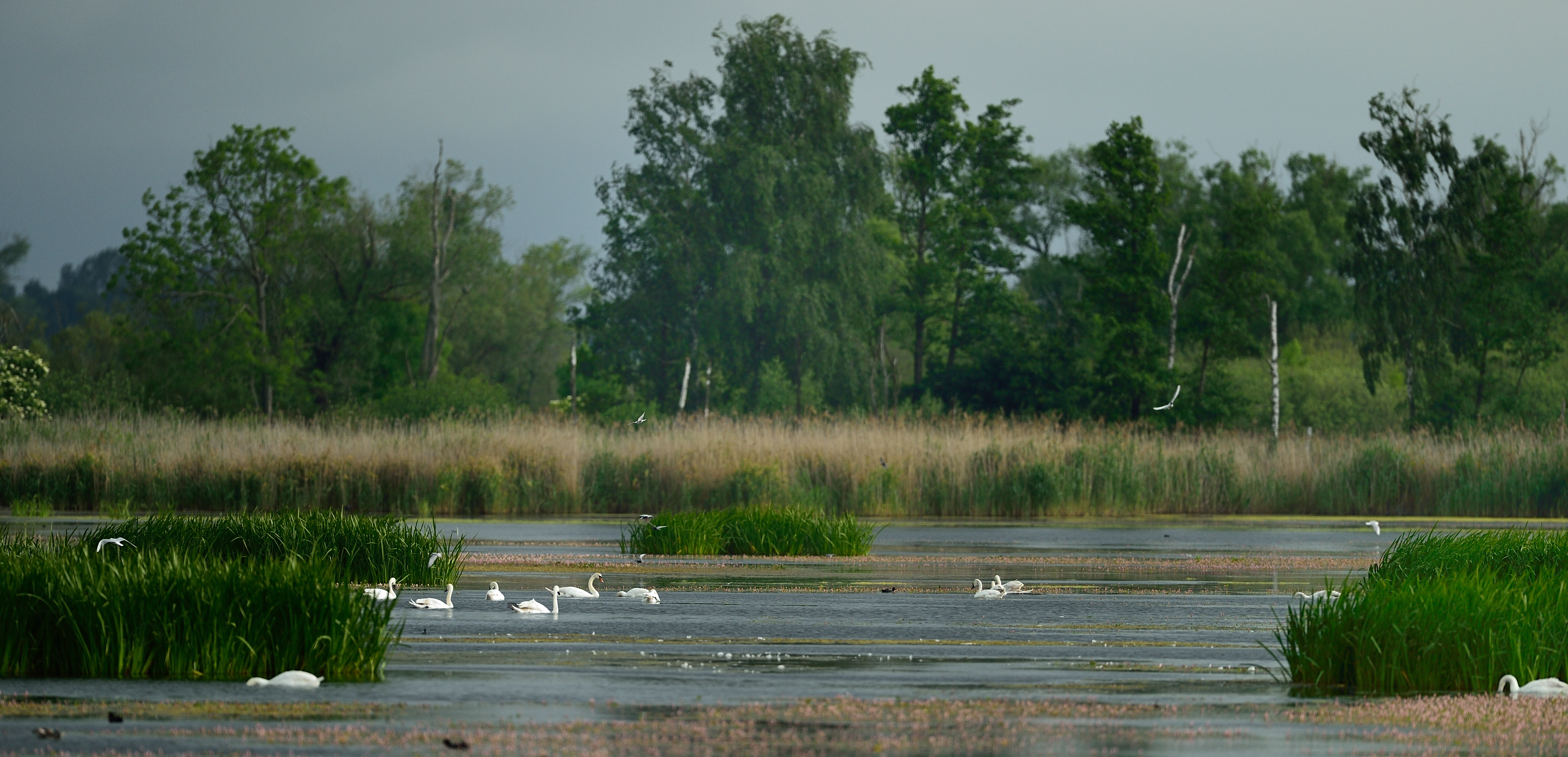 Anklamer Stadtbruch (Solvin Zankl, Rewilding Europe)