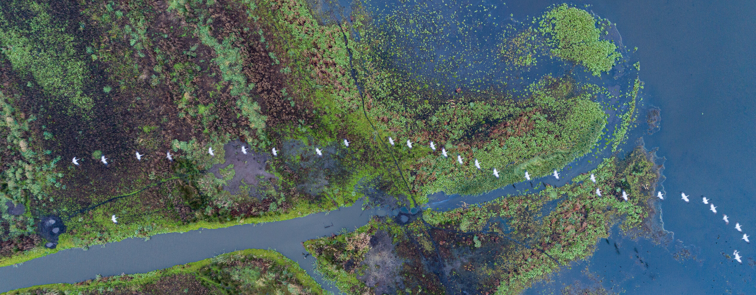 Europäische Kraniche (Grus grus) über dem Marschland des Anklamer Stadtbruchs (Florian Möller, Rewilding Europe)