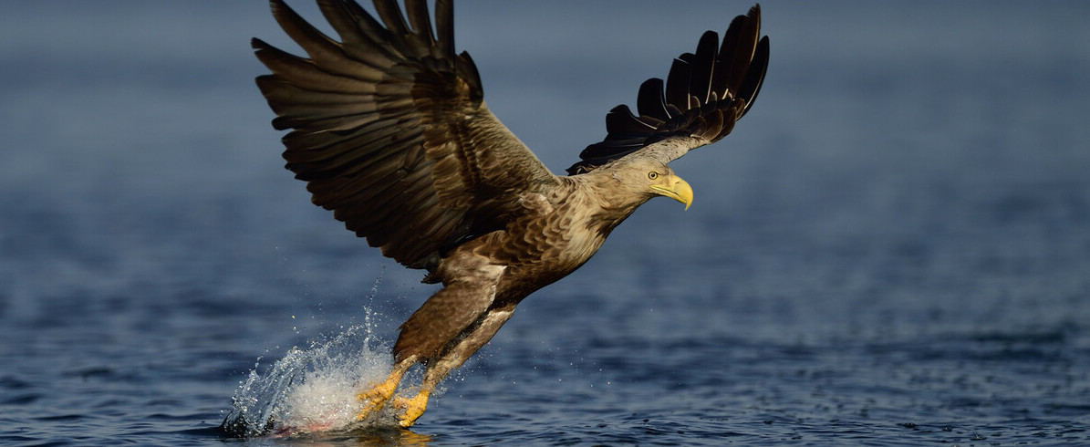 Seeadler (Haliaeetus albicilla) in der Stettiner Lagune, Oder Delta (Solvin Zankl, Rewilding Europe) Seeadler (Haliaeetus albicilla) in der Stettiner Lagune, Oder Delta (Solvin Zankl, Rewilding Europe)