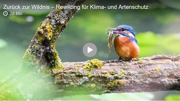 Link zur SWR Mediathek
