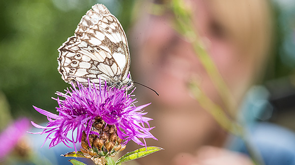 Falter auf Blume. Foto: André Künzelmann/UFZ