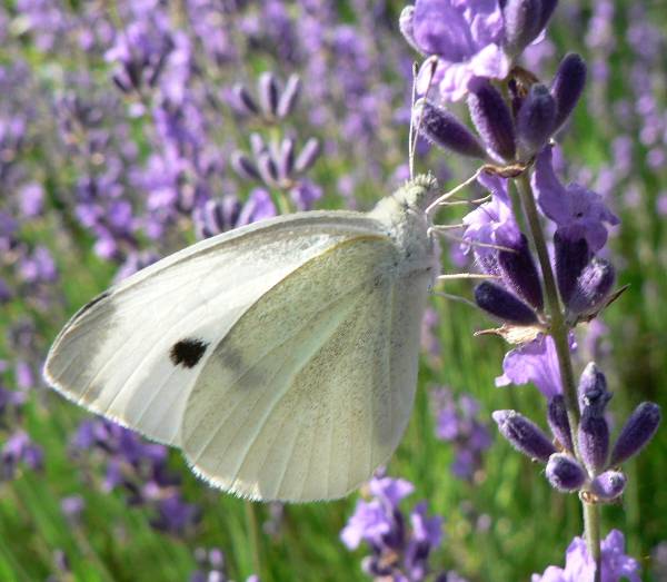 Pieris rapae