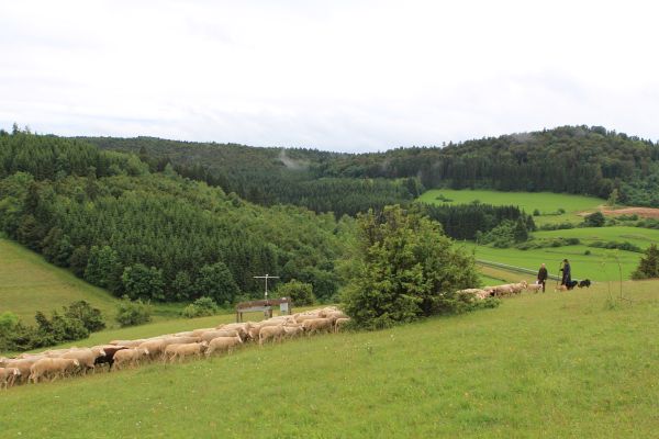 Exploratorium Schwäbische Alb, extensive Schafweide. Hinten rechts die Schäferin und der Exploratorien-Förster. Foto: Ilka Mai